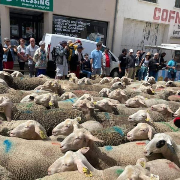 Fête de la brebis de Réquista
